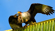Crested Caracara (Caracara cheriway)  gathering nesting material in palms, in Osa Peninsula, Costa Rica