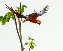 Scarlet Macaw (Ara macao) in tropical rainforest canopy with beech almond fruit. Osa Peninsula, Costa Rica