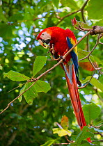 Scarlet Macaw (Ara macao) in tropical rainforest canopy with beech almond fruit. Osa Peninsula, Costa Rica