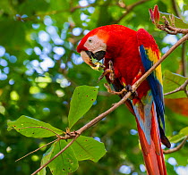 Scarlet Macaw (Ara macao) in tropical rainforest canopy with beech almond fruit.  Osa Peninsula, Costa Rica. Crop of 1442174