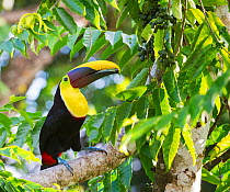 Chestnut mandibled toucan (Ramphastos ambiguus swainsonii) in tropical rainforest canopy with beech almond fruit. Osa Peninsula, Costa Rica
