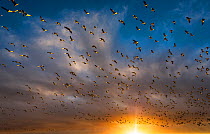 Mass take-off of snow geese (Chen caerulescens) at sunrise. Bosque del Apache National Wildlife Refuge, New Mexico.  January 2013