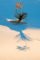 White Sands National Park with its white gypsum dunes dotted with Yuccas (Yucca elata) creating patterns amid the dunes. White Sands, New Mexico, USA.  January 2013