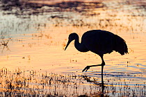 Sandhill cranes (Grus canadensis) silhouetted at dusk at Bosque del Apache National Wildlife Refuge, New Mexico.  January 2013