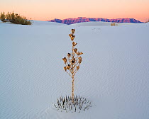 White Sands National Park with its white gypsum dunes dotted with Yuccas (Yucca elata) creating patterns amid the dunes, at sunset. White Sands, New Mexico.  January 2013