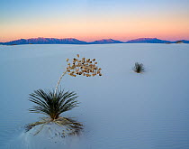White Sands National Park with its white gypsum dunes dotted with Yuccas (Yucca elata) creating patterns amid the dunes, at sunset. White Sands, New Mexico. January 2013