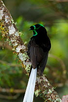 Ribbon-tailed Astrapia Bird of Paradise (Astrapia meyeri) Papua New Guinea