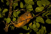 Ornate Cuscus (Phalanger ornatus) in the rainforest outside Labilabi, Halmahera, Indonesia. Endemic to North Moluccas (Halmahera, Morotai, and Batjan Islands) Indonesia.  This species was discovered b...
