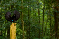 Victoria's Riflebird (Ptiloris victoriae) male performing a spread wings display to try to lure a female down to his perch. Atherton Tablelands, Queensland, Australia.