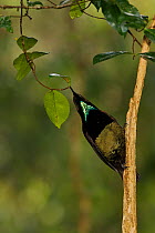 Victoria's Riflebird (Ptiloris victoriae) male foraging for insects in the rainforest canopy. Atherton Tablelands, Queensland, Australia