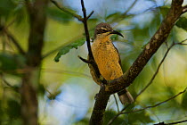 Victoria's Riflebird (Ptiloris victoriae) female perched in the rainforest canopy, Atherton Tablelands, Queensland, Australia
