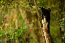 Black Sicklebill Bird of Paradise (Epimachus fastuosus) male perched on his display pole, New Guinea