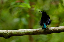 Magnificent Riflebird Bird of Paradise (Ptiloris magnificus) perched on his display vine. New Guinea