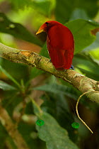 King Bird of Paradise (Cicinnurus regius) male, New Guinea