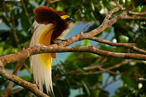 Lesser Bird of Paradise (Paradisaea minor) male displaying high in the rainforest canopy at his display site, New Guinea