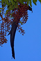 Black Sicklebill Bird of Paradise (Epimachus fastuosus) male feeding on fruits of Shefflera tree. New Guinea