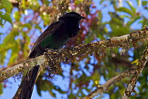 Arfak Astrapia (Astrapia nigra) male, Arfak Mountains, Vogelkop Peninsula, West Papua