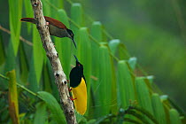 Twelve-wired Bird of Paradise (Seleucidis melanoleuca) male displaying to a female at his display pole in the swamp rain foerst at Nimbokrang, Papau, Indonesia, Island of New Guinea.