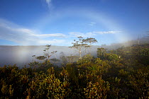 Fog bow over the montane forest near Lake Habbema, Jayawijaya Mountains, Papua, New Guinea, Indonesia. June 2010