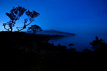 Dawn mist hangs in montane forest at Lake Habbema, Jayawijaya Mountains, Papua, New Guinea, Indonesia. June 2010