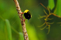 Twelve-wired Bird of Paradise (Seleucidis melanoleuca) male at his display pole in the swamp rain forest at Nimbokrang, Papau, Indonesia, Island of New Guinea.