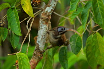 Pale-billed Sicklebill (Drepanornis bruijnii) female foraging, New Guinea