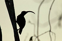 Pale-billed Sicklebill (Drepanornis bruijnii) male silhouetted against a grey sky. New Guinea