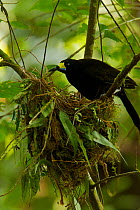 Long-tailed Paradigalla (Paradigalla carunculata) female at nest, Arfak Mountains, Vogelkop Peninsula, West Papua of Indonesia.