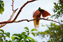 Greater Bird of Paradise (Paradisaea apoda) adult male performing upright wing pose display at lek. Badigaki Forest, Wokam Island in the Aru Islands, Indonesia.