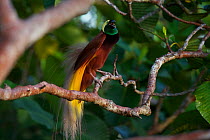 Greater Bird of Paradise (Paradisaea apoda) adult male perched in the canopy. Badigaki Forest, Wokam Island, Aru Islands, Indonesia.