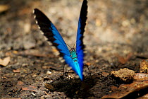 Mountain blue (Papilio ulysses) butterfly mud-puddlingBird's Head / Vogelkop Penniinsula, West Papua