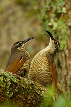 Paradise Riflebird (Ptiloris paradiseus) young males size each other up between practice displays. Australia