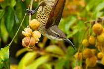 Paradise Riflebird (Ptiloris paradiseus) juvenile feeding on Dysoxylum rufum fruits. Australia