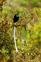 Ribbon-tailed Astrapia (Astrapia mayeri) adult male, Papua New Guinea.