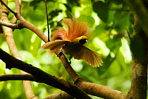Goldie's Bird of Paradise (Paradisaea decora) adult male at display site in the canopy performing courtship display, Papua New Guinea
