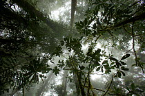 Mist in the cloud forest at Sombom Ridge, Saruwaged Range, Huon Peninsula, Papua New Guinea