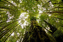 Rainforest interior views, looking up, Papua New Guinea, October 2011