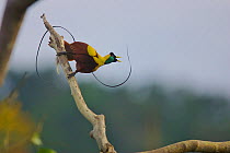 Red Bird of Paradise. (Paradisaea rubra) male performing practice display at tree-top lek. Raja Ampat, Indonesia