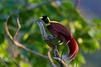 Red Bird of Paradise (Paradisaea rubra) male, Raja Ampat, Indonesia