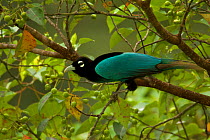 Blue Bird of Paradise (Paradisaea rudolphi) male, Papua New Guinea