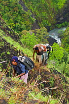 Porters carrying camera equipment up steep slope, Papua New Guinea, November 2006