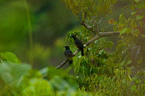 Paradise Crows (Lycocorax pyrrhopterus) perch in a tree in a rainforest clearing on Halmahera, Maluku Islands, Indonesia