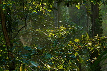 Early morning light in the rainforest of Halmahera Island, Maluku Islands Indonesia. July 2008