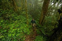 Montane rainforest at 2000 m elevation with photographer Tim Laman hiking. Arfak Mountains, New Guinea, August 2009.