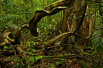 Lowland rainforest interior view with lianas (Bauhinia sp. ) around the base of a large tree. West Papua, New Guinea