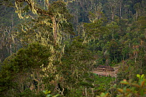 A traditional house or 'honai' in the Jayawijaya Mountains at 2 500 m elevation.  Papua, Indonesia, Island of New Guinea. June 2010
