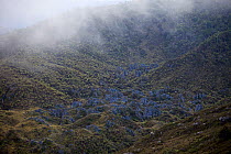 Rock outcrops among tree fern forest at 3300 m elevation.  Jayawijaya Mountains, New Guinea. June 2010