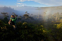 Bird of Paradise researcher Edwin Scholes hikes through morning mist in the montane forest near Lake Habbema, searching for Splendid Astrapia Bird of Paradise.  Jayawijaya Mountains, New Guinea. June...