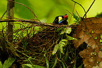 Long-tailed Paradigalla (Paradigalla carunculata) female at nest, with a regurgitated fruit, Arfak Mountains, Vogelkop Peninsula, West Papua of Indonesia.