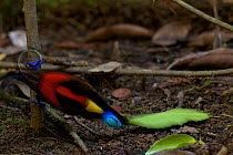 Wilson's Bird of Paradise (Cicinnurus respublica) adult male clearing leaves from his court. West Papua, New Guinea